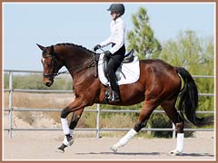 Algebraica's 2006 filly, Amara, by Leonidas, ridden by Kailee Surplus