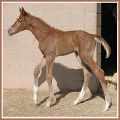 Cara Bella's 2008 filly by Tolstoi, 18 hours old