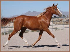 Hallie, Trakehner filly for sale by Aul Magic