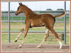 Trakehner filly for sale by Barbarossa *Pb*