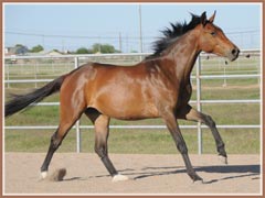 Honora by Apollo Sun, 2 years old Honora by Apollo Sun, 2 years old