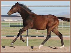 Honora by Apollo Sun, 5 months old