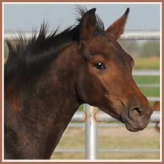 Honora by Apollo Sun, 5 months old