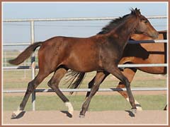 Honora by Apollo Sun, 5 months old