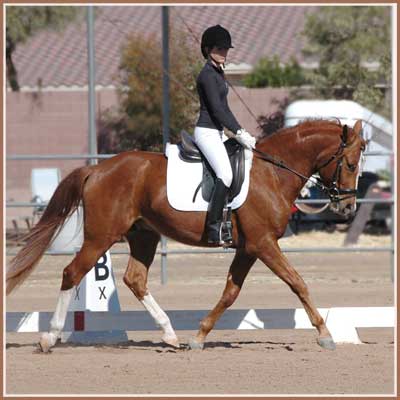 Horatio at his first under saddle schooling show where he received a 1st and 2nd place. Ridden by Kailee Surplus.