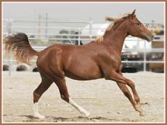 Horatio showing his expressive canter at 18 months old