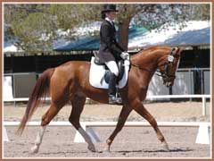 Horatio, Trakehner gelding for sale by Aul Magic