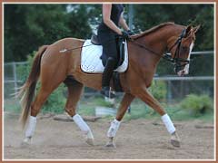Hugo, 4 months under saddle, ridden by Cyndi Jackson