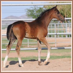 Kalua's 2009 colt by EH Lehndorff's, 2 months old!