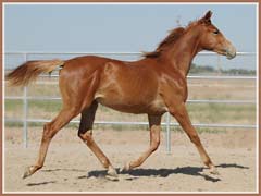 Monarch, Trakehner gelding for sale by Emeer