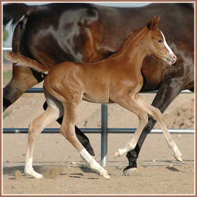 Persephone - Aul Magic Filly