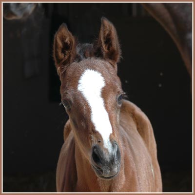 Persephone x Aul Magic ox filly at 1 day