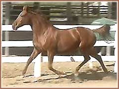 Reika, Thoroughbred mare by Golden Act