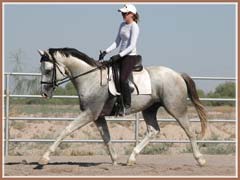 Santiago, Trakehner colt by Kostolany, June 2008, ridden by Kailee Surplus