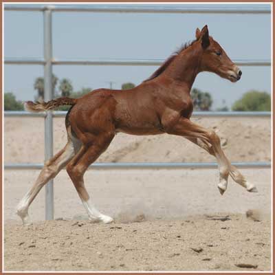 Sidney x Bel Espace Go filly at 15 days
