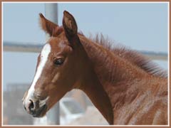 Sidney's 2006 filly by Bel Espace Go, 15 days