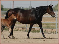 Tropenperle with her new filly, May 2006