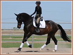 Valkyree, Trakehner mare by Kostolany, ridden by Kailee Surplus