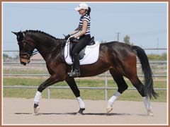 Valkyree, Trakehner filly for sale by Kostolany